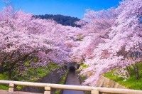 日本赏樱花攻略，这几个地方的樱花最漂亮