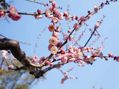 上海莘庄公园梅花盛开 感受初春浪漫