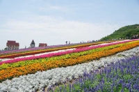 无锡雪浪山薰衣草花已开，彩色花田更美