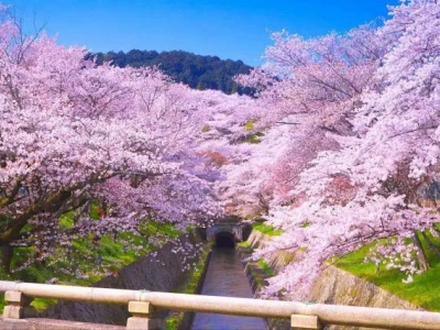 日本赏樱花攻略，这几个地方的樱花最漂亮