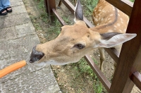 杭州也可以看小鹿，周末就来良渚古城遗址公园