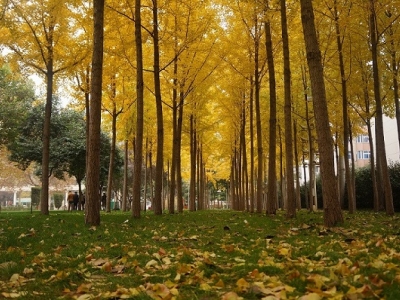 郑州也可以看银杏树 来文博公园品味金色海洋